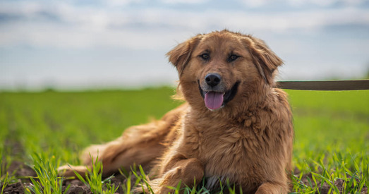 Паліна — сабака, у якога залатое не толькі сэрца