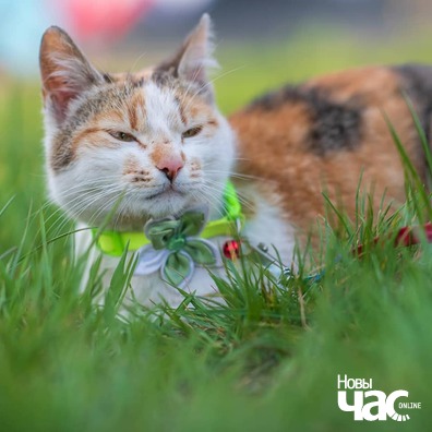 99427579_784156318655691_2909447778734178304_n_logo.jpg 99427579_784156318655691_2909447778734178304_n_logo.jpg