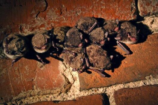 Так можа выглядаць месца, якое выбралі кажаны на зіму ў горадзе. Фота – gorod.lv Так можа выглядаць месца, якое выбралі кажаны на зіму ў горадзе. Фота – gorod.lv