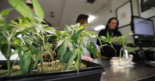 Улады ЗША робяць больш жорсткімі законы аб марыхуане