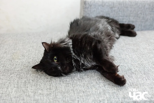 __pis9y4x44_logo.jpg __pis9y4x44_logo.jpg