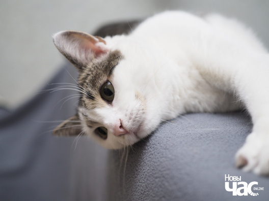 3/7 _b132745_logo.jpg