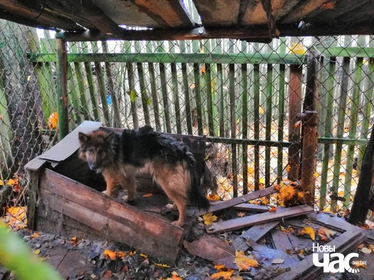 Бася ў мінулым жыцці Бася ў мінулым жыцці
