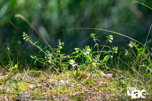 1/5 _belarus__naracz_les_paczatak_2024_fota_novy_czas__1_.jpg