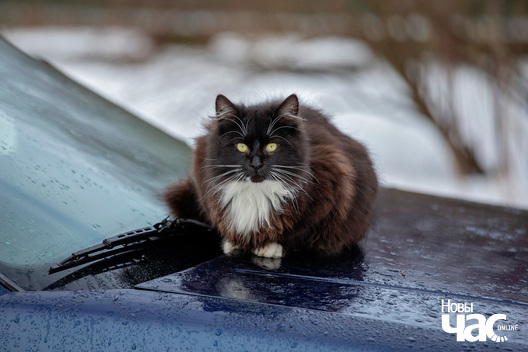 4/4 _belarus_czarepity_scjozki_fota_novy_czas__4__logo.jpg