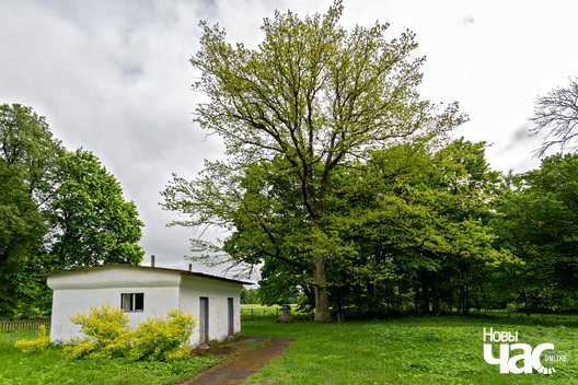 1/3 _belarus_fler_janava_sjadziba_azeszka_dub_2024_fota_novy_czas__1_.jpg