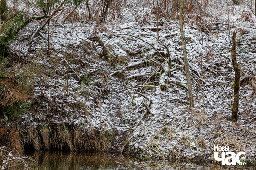 2/6 _belarus_islacz_berah_pryroda_zima_les_2025_fota_novy_czas__2_.jpg