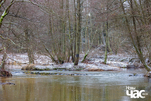 2/6 _belarus_islacz_paroh_pryroda_zima_les_2025_fota_novy_czas__2_.jpg