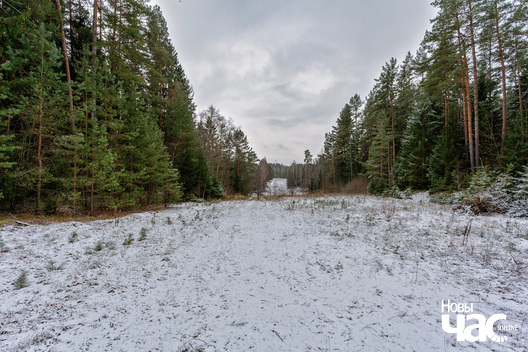 1/4 _belarus_islacz_pryroda_zima_les_2025_fota_novy_czas__1_.jpg