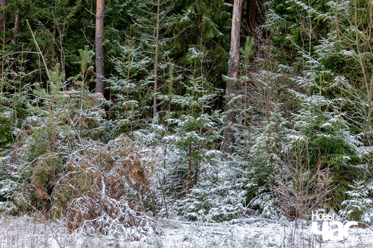 2/4 _belarus_islacz_pryroda_zima_les_2025_fota_novy_czas__2_.jpg