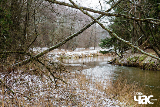 4/4 _belarus_islacz_pryroda_zima_les_2025_fota_novy_czas__4_.jpg