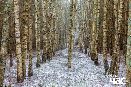 2/5 _belarus_islacz_pryroda_zima_les_razvitanne_2025_fota_novy_czas__2_.jpg