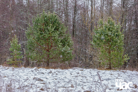 2/4 _belarus_islacz_sneh_pryroda_zima_les_2025_fota_novy_czas__2_.jpg