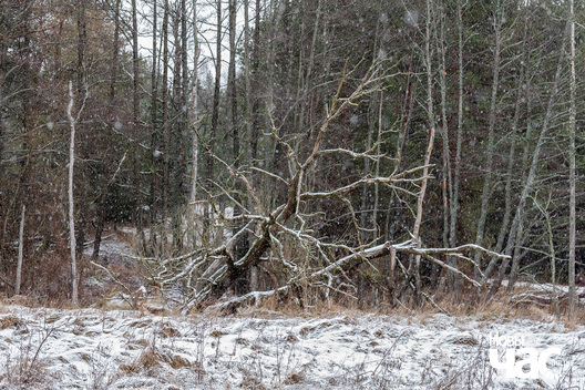 3/4 _belarus_islacz_sneh_pryroda_zima_les_2025_fota_novy_czas__3_.jpg