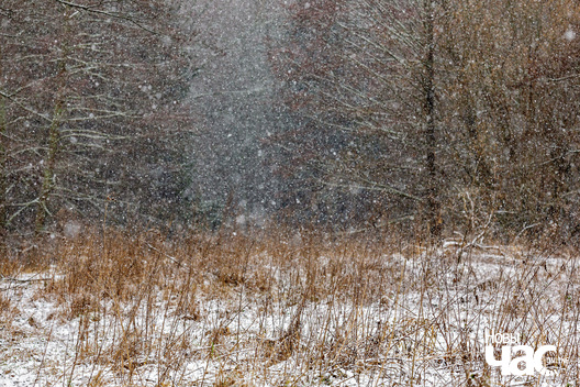 4/6 _belarus_islacz_snehapad_pryroda_zima_les_2025_fota_novy_czas__3_.jpg