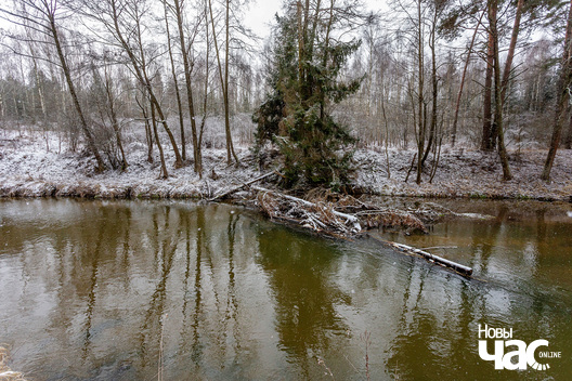 5/6 _belarus_islacz_snehapad_pryroda_zima_les_2025_fota_novy_czas__4_.jpg