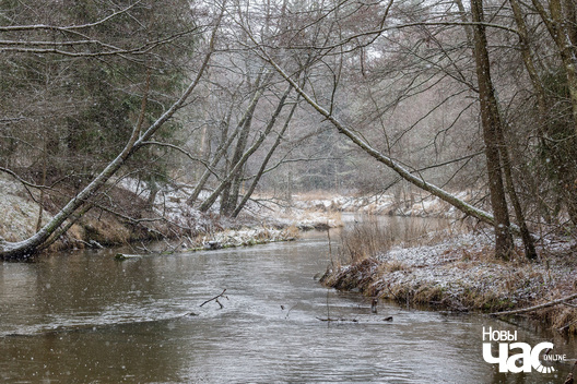 6/6 _belarus_islacz_snehapad_pryroda_zima_les_2025_fota_novy_czas__5_.jpg