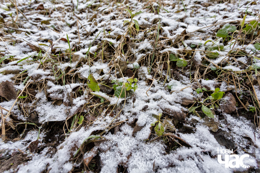 8/8 _belarus_islacz_szpacyr_pryroda_zima_les_2025_fota_novy_czas__7_.jpg