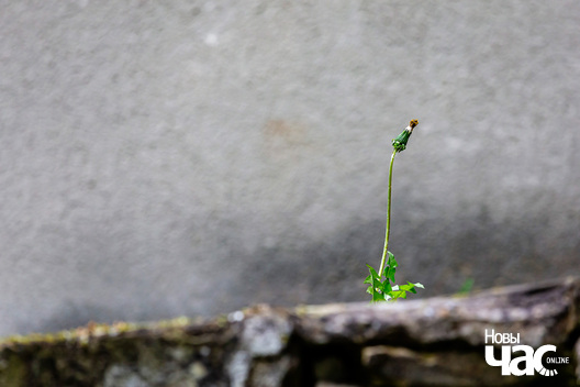 6/8 _belarus_karaneuszczyna_sjadziba_lopaci_pracjah_2024_fota_novy_czas__6_.jpg