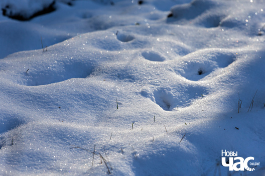 3/4 _belarus_kraina_les_zima_2025_fota_novy_czas__3_.jpg