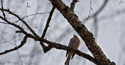 Прыгожыя краявіды беларускай вясны. Фота