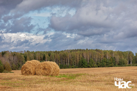 3/7 _belarus_krajavid_pole_neba_vosen_2025_fota_novy_czas__3_.jpg