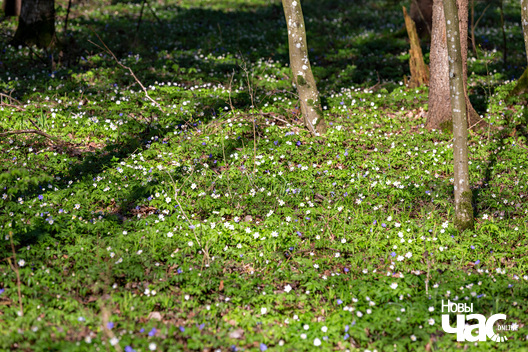 3/6 _belarus_les_pryroda_vjasna_2025_fota_novy_czas__3_.jpg