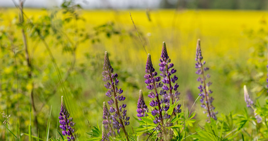 Рапсавыя палі Беларусі. Фота