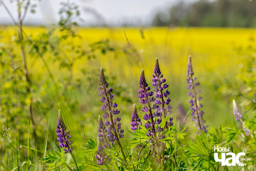 2/4 _belarus_leta_czerven_raps_2025_fota_novy_czas__1_.jpg