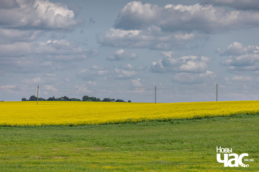 5/5 _belarus_leta_czerven_raps_pracjah_3_2025_fota_novy_czas__4_.jpg