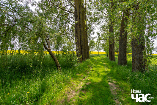 1/6 _belarus_leta_czerven_raps_pracjah_3_2025_fota_novy_czas__6_.jpg