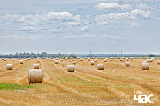 2/3 _belarus_leta_krajavid_2025_fota_novy_czas__1_.jpg