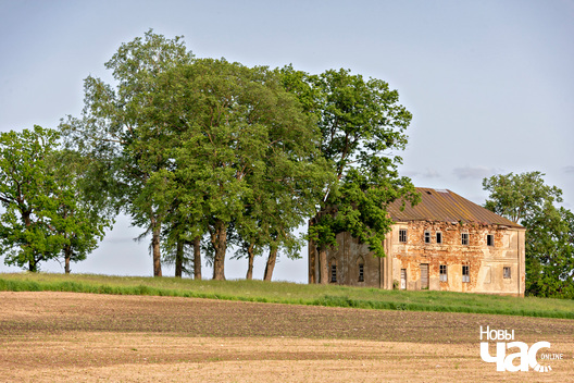 1/4 _belarus_leta_vjalikaja_lipa_2025_fota_novy_czas__1_.jpg