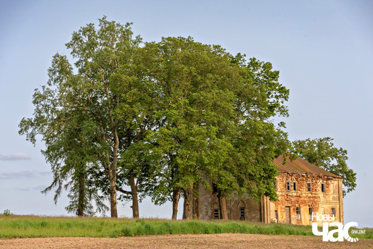 3/4 _belarus_leta_vjalikaja_lipa_2025_fota_novy_czas__3_.jpg