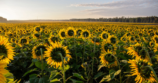 ФАПы і тое, што не купіш за грошы