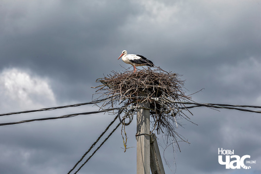 4/4 _belarus_maceeviczy_carkva_pracjah_2025_fota_novy_czas__4_.jpg