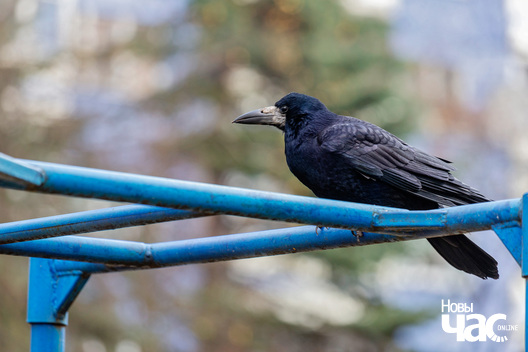 5/6 _belarus_minsk_horad_vosen_tuman_2025_fota_novy_czas__5_.jpg