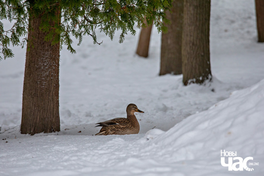 5/8 _belarus_minsk_park_horkaha_zima_paczatak_2023_fota_novy_czas__5__logo.jpg