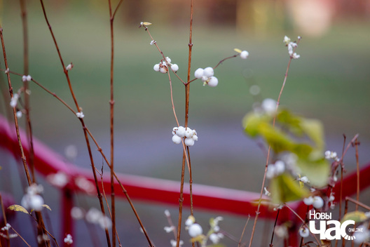 2/23 _belarus_minsk_paudnjovy_zahad_osen_fota_dzmitryeu_dzmitry_novy_czas__6__logo.jpg