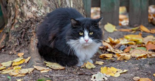 Сельгаспаспасёлак у Мінску: бетон аднолькавасці і прыватня разнастайнасць (ФОТА)
