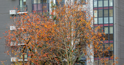 Пра што пісаў Новы Час у лістападзе?