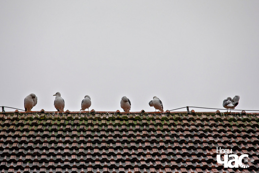 4/7 _belarus_minsk_szpacyr_snezan_2025_fota_novy_czas__3_.jpg