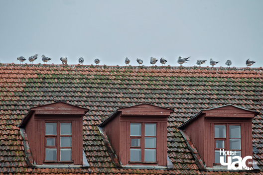 5/7 _belarus_minsk_szpacyr_snezan_2025_fota_novy_czas__4_.jpg