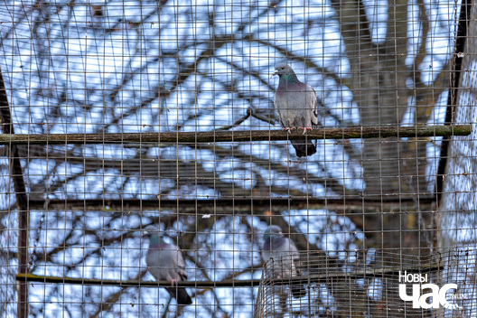 3/7 _belarus_minsk_zjaljony_luh_haluby_2024_fota_novy_czas__2_.jpg