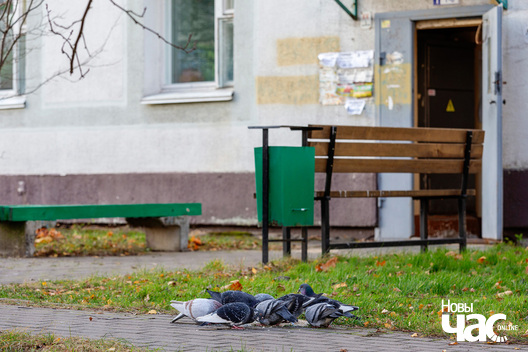 4/7 _belarus_minsk_zjaljony_luh_haluby_2024_fota_novy_czas__3_.jpg