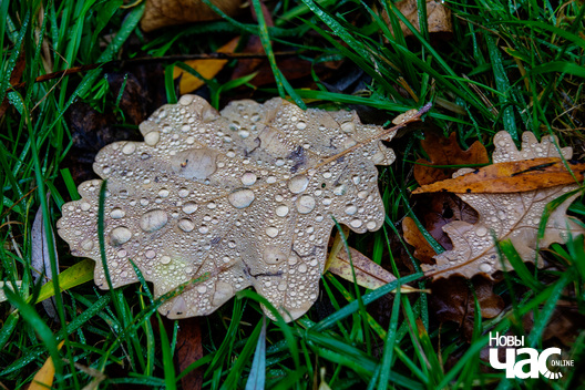 2/4 _belarus_paety_famin_2023_fota_novy_czas__2__logo.jpg