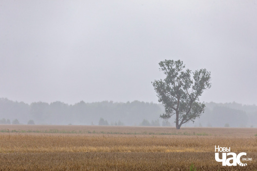 1/4 _belarus_palesse_leta_dozdz_krajavidy_2025_fota_novy_czas.jpg