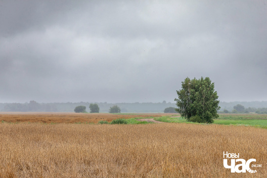 3/4 _belarus_palesse_leta_dozdz_krajavidy_2025_fota_novy_czas__3_.jpg