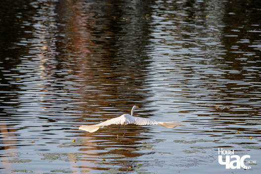 11/12 _belarus_pinsk_veczar_szpacyr_final_2023_fota_novy_czas__11__logo.jpg