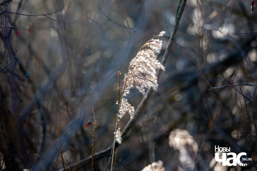 4/11 _belarus_pjatroviczy_szpacyr_2023_fota_ncz__1__logo.jpg